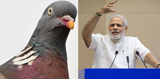 Pigeon 